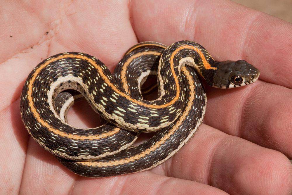 ular garter (commons.wikimedia.org/Patrick Alexander)