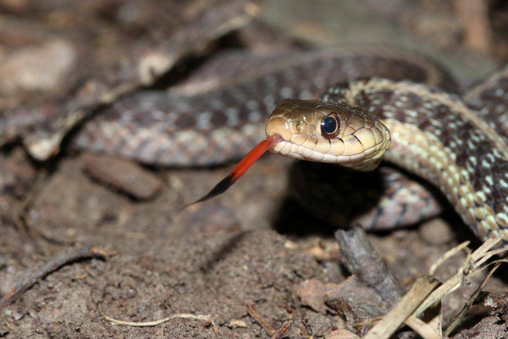 ular garter (commons.wikimedia.org/Riley Stanton)