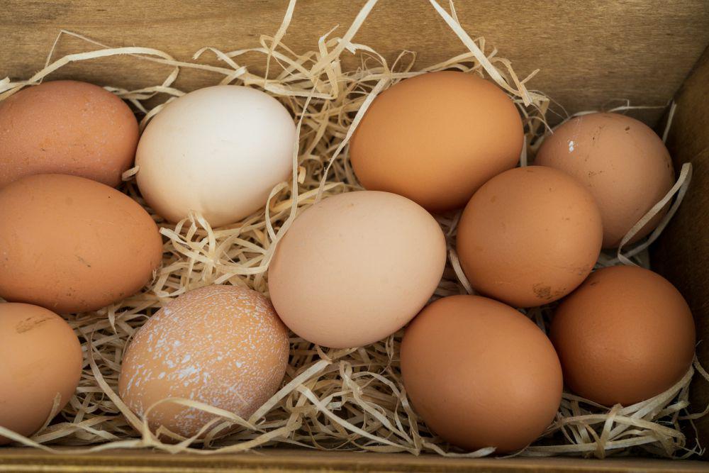 Perbedaan Telur Ayam Kampung dan Negeri yang Wajib Diketahui