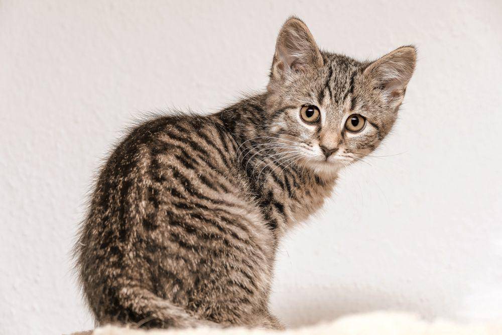 kucing bulu pendek eksotis (pixabay.com/Gundula Vogel)