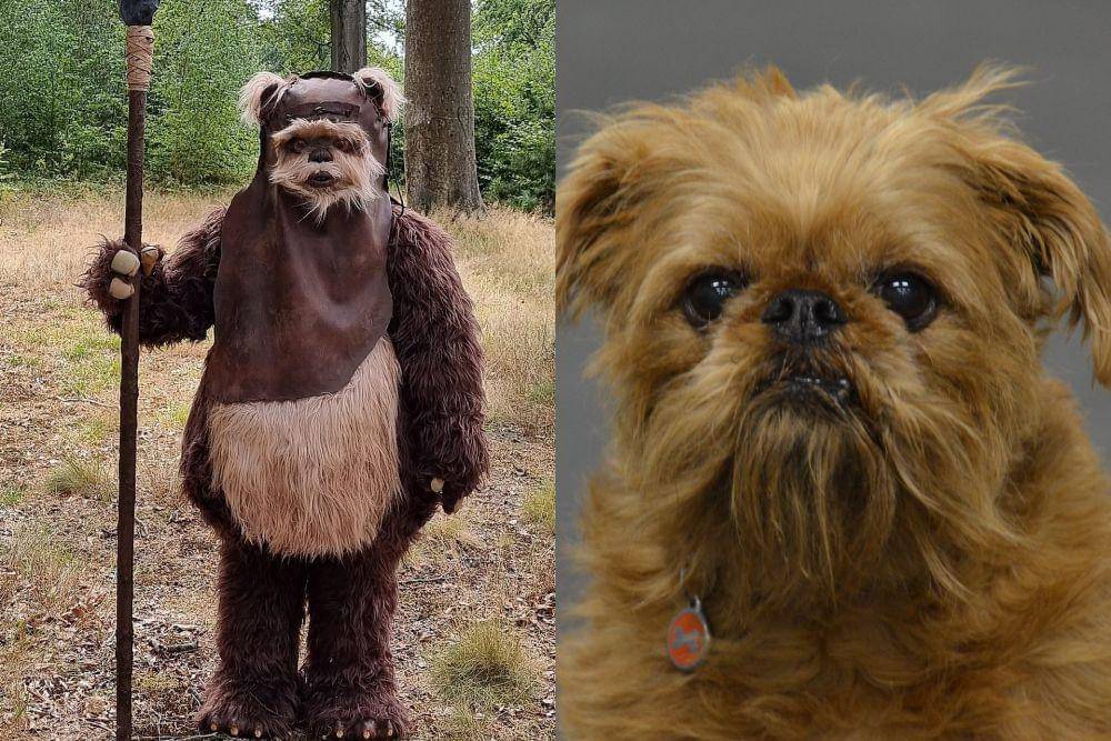 Ewok dan griffon bruxellois (commons.wikimedia.org/Ozarkos I flickr.com/Andrea Arden)
