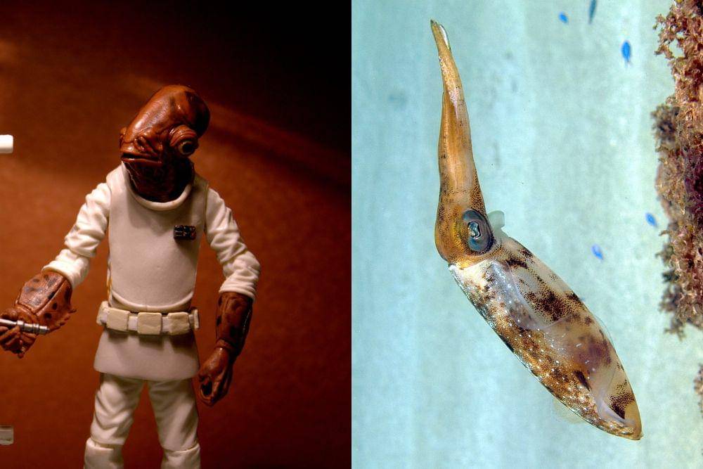 Mon Calamari dan cumi-cumi (flickr.com/DocChewbacca I commons.wikimedia.org/Nhobgood Nick Hobgood)