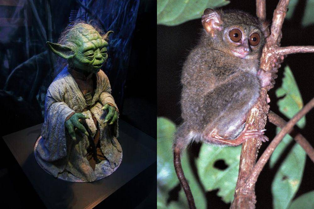 Yoda dan tarsier (flickr.com/Daniel Mennerich I flickr.com/Bernard DUPONT)