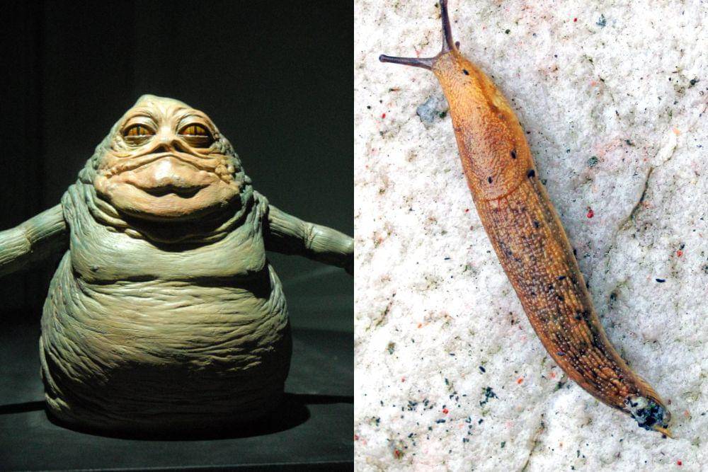 Jabba the Hutt dan slug (flickr.com/Luigi Rosa I flickr.com/James St. John)