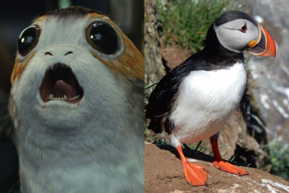 Porg dan puffin (www.starwars.com I pexels.com/ Marleen Thijs)