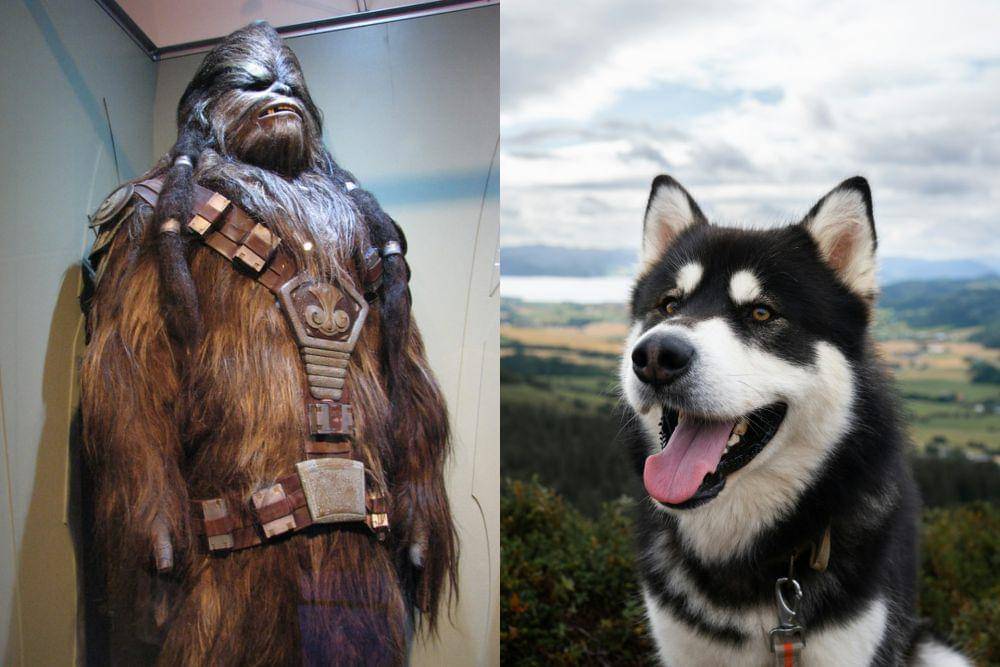 wookie dan alaskan malamute (flickr.com/Robert I unsplash.com/Till Daling)
