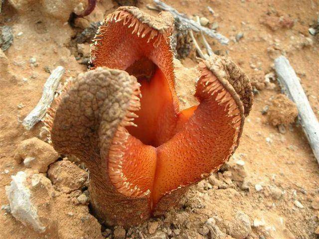 Hydnora africana tumbuh di tanah kering (reddit.com/TheLobotomist)