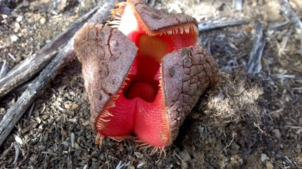 Hydnora africana tidak melakukan fotosintesis (commons.wikimedia.org/Seth)