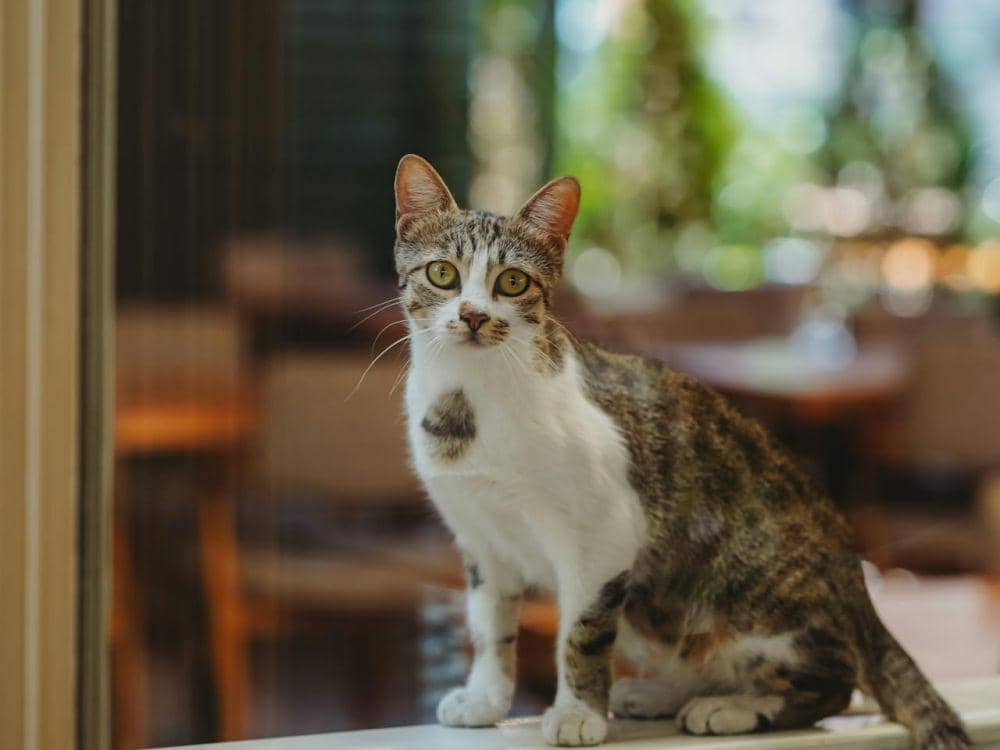 Ilustrasi Kucing di Jendela Cat Cafe (pexels.com/Fatih Güney)