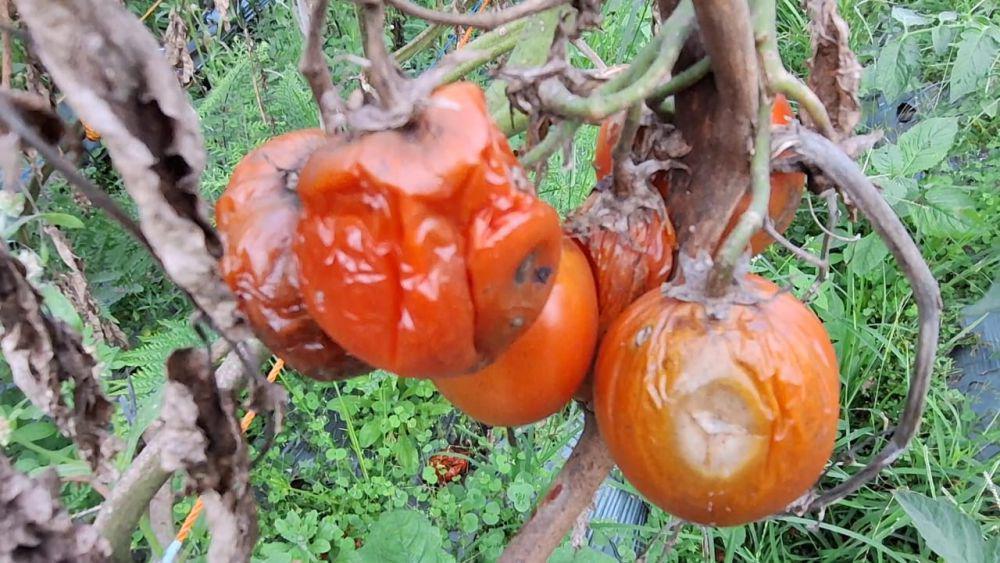 Dihargai Murah, Petani Magetan Biarkan Tomatnya Membusuk