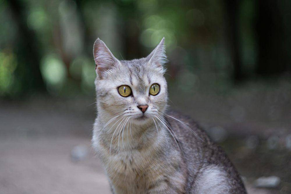 burmilla (pexels.com/Антон Злобин)