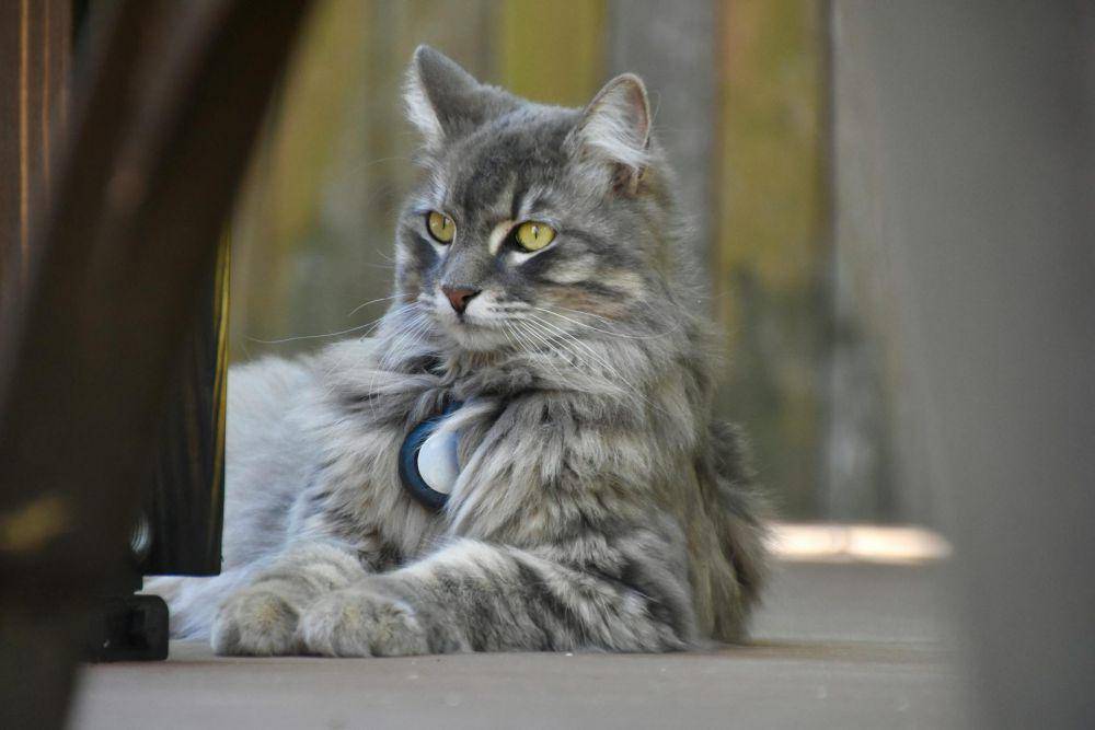 maine coon (pexels.com/Lesli  Whitecotton)