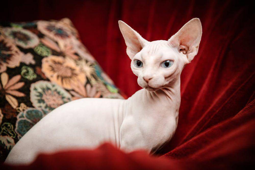 sphynx (pexels.com/Pet foto)