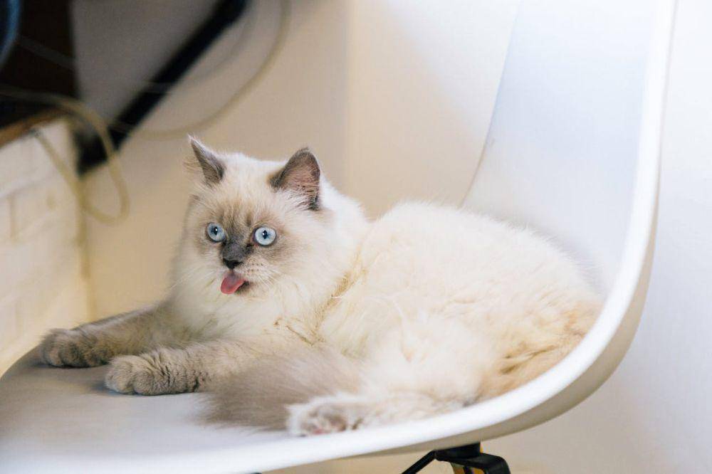ragdoll (pexels.com/Tranmautritam)