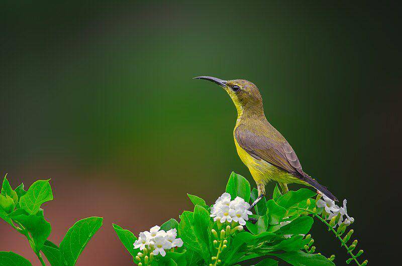sogon yang menjaga wilayahnya dari serangan burung lain (wikimedia.org/Domzjuniorwildlife)