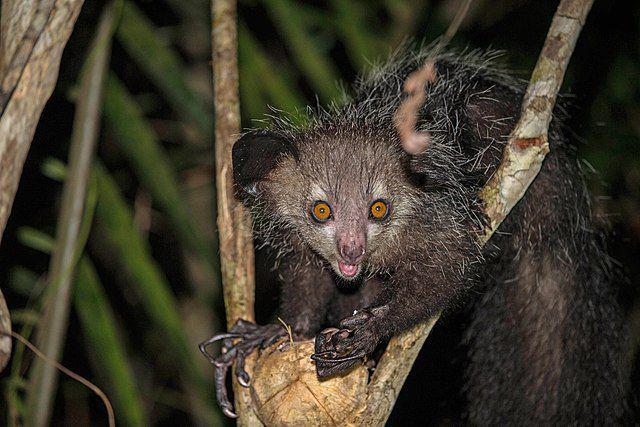 5 Fakta Aye-aye, Primata Endemik Madagaskar Berjari Panjang