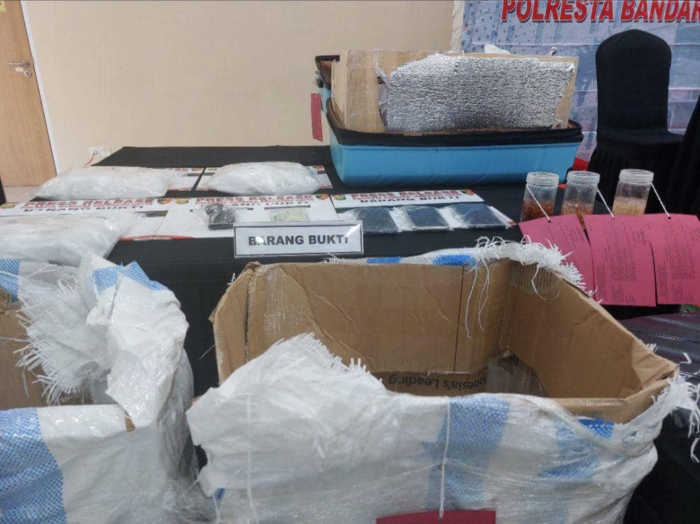 125 Ribu Benih Lobster Gagal Diselundupkan di Bandara Soetta