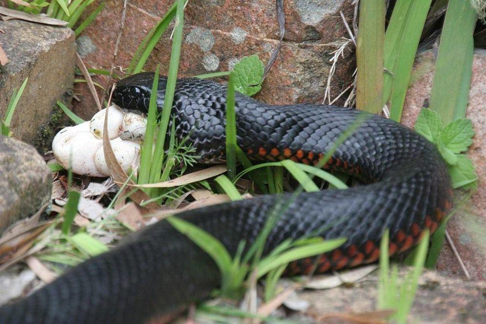 ular makan tikus