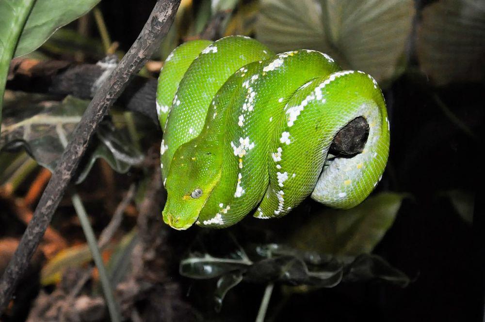7 Ular yang Tidak Makan Tikus