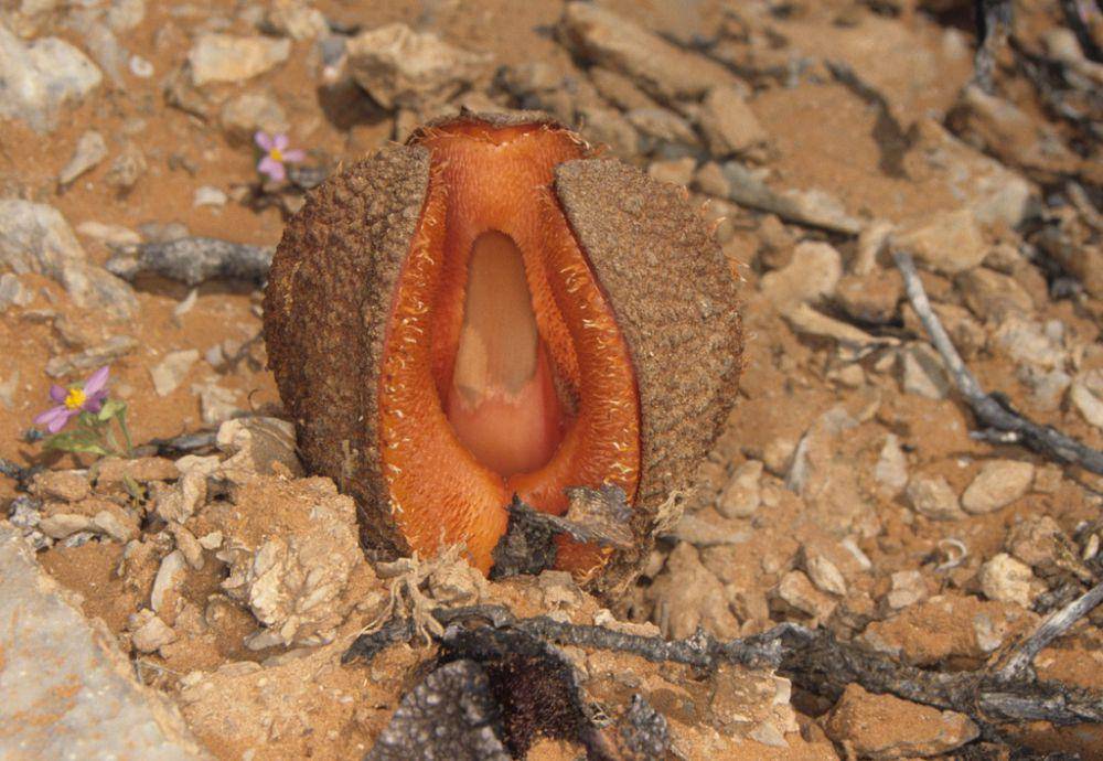 Hydnora africana membantu menjaga keseimbangan populasi serangga (flickr.com/Derek Keats)