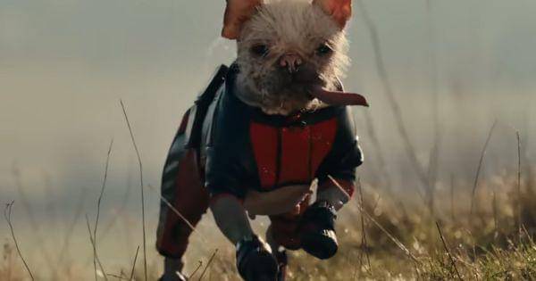 Dogpool, varian anjing dari Deadpool( Dok. Marvel Entertaiment / Deadpool & Wolverine )