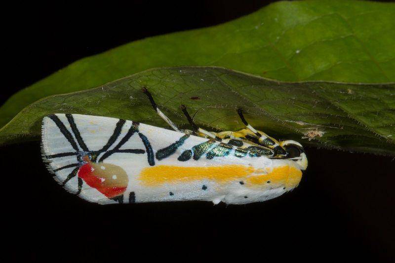 Ngengat picasso (inaturalist.org/dhfischer)
