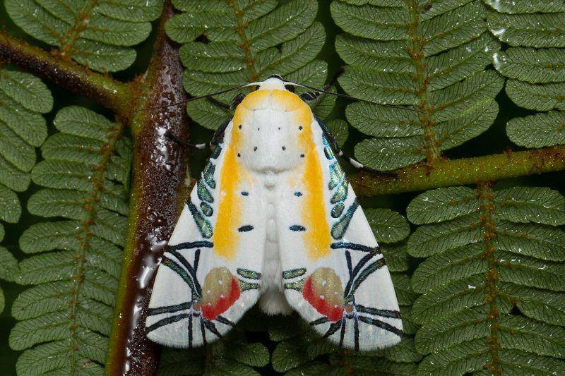 Ngengat picasso (inaturalist.org/dhfischer)