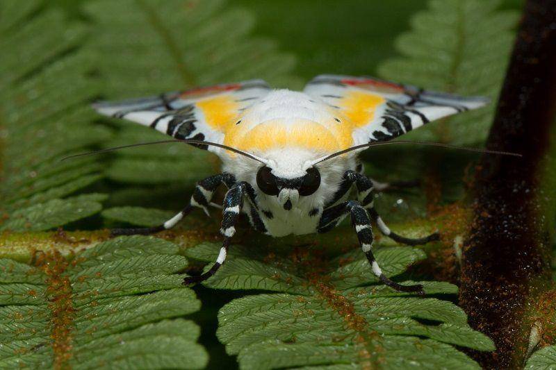 Ngengat picasso (inaturalist.org/dhfischer)