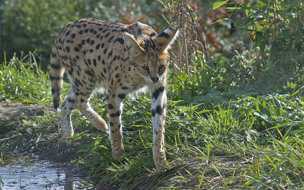 ilustrasi serval (commons.wikimedia.org/ErRu)
