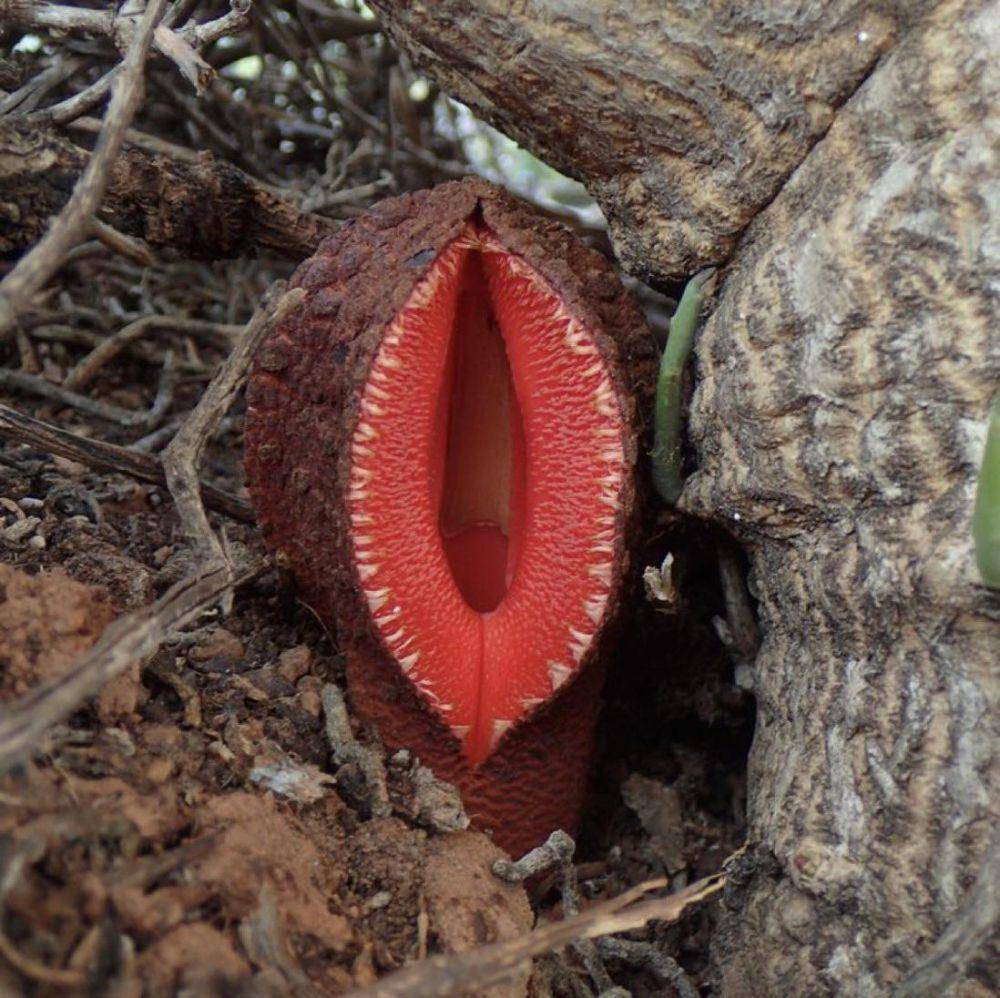 Siklus hidup Hydnora africana yang unik (reddit.com/Damnthatsinteresting)