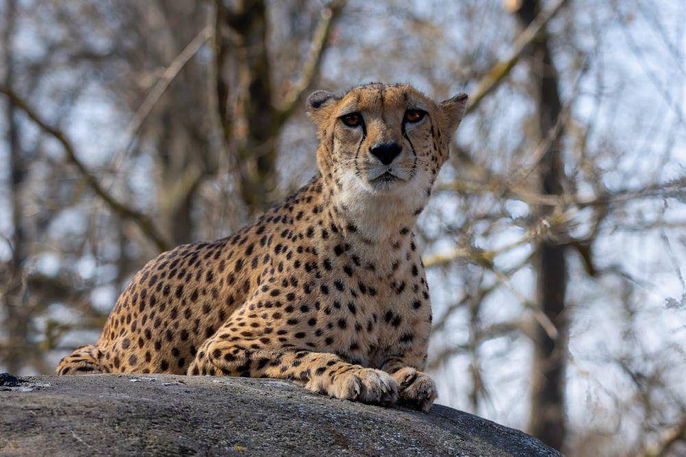 ilustrasi cheetah Afrika barat laut (pexels.com/Antonio Friedemann)