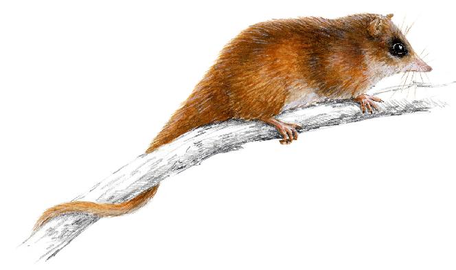 6 Fakta Monito Del Monte, Oposum Imut yang Disebut Fosil Hidup