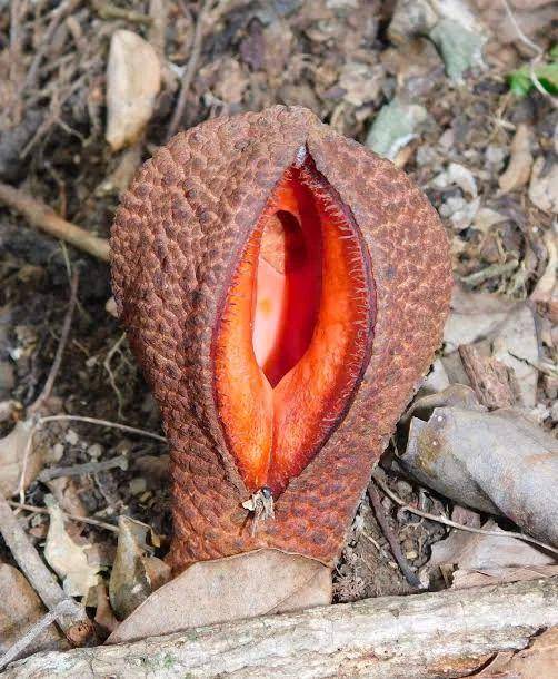 Digunakan dalam pengobatan tradisional (reddit.com/techno-sapiens)