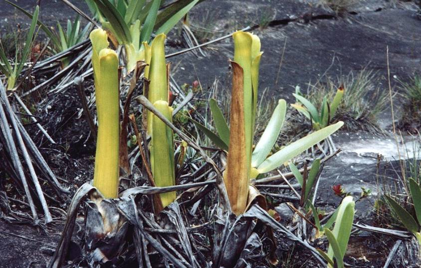 ilustrasi Triphyophyllum peltatum (commons.wikimedia.org)