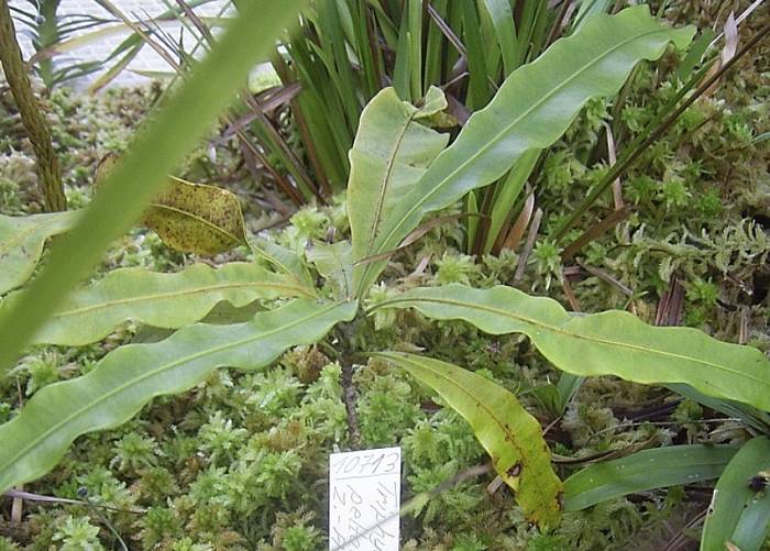 ilustrasi Brocchinia reducta (commons.wikimedia.org)