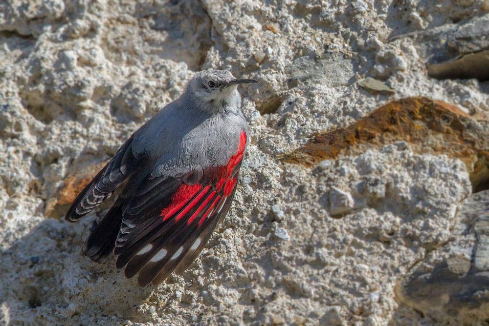 Wallcreeper (commons.m.wikimedia.org/Kookaburra 81)