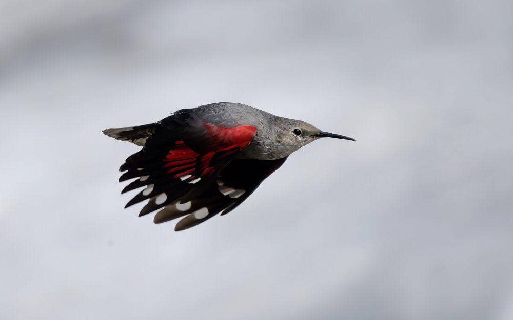 Wallcreeper (commons.m.wikimedia.org/Prasan Shrestha)