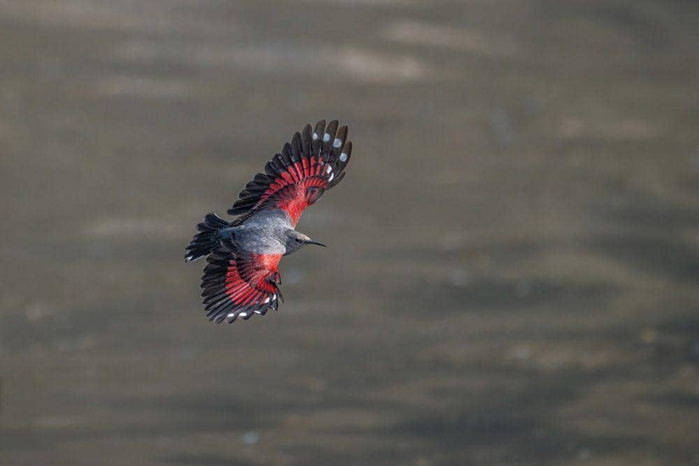 Wallcreeper (commons.m.wikimedia.org/Mildeep)