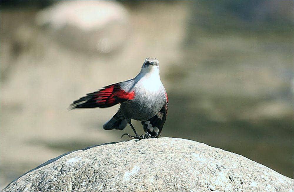 Wallcreeper (commons.m.wikimedia.org/Panki sood)