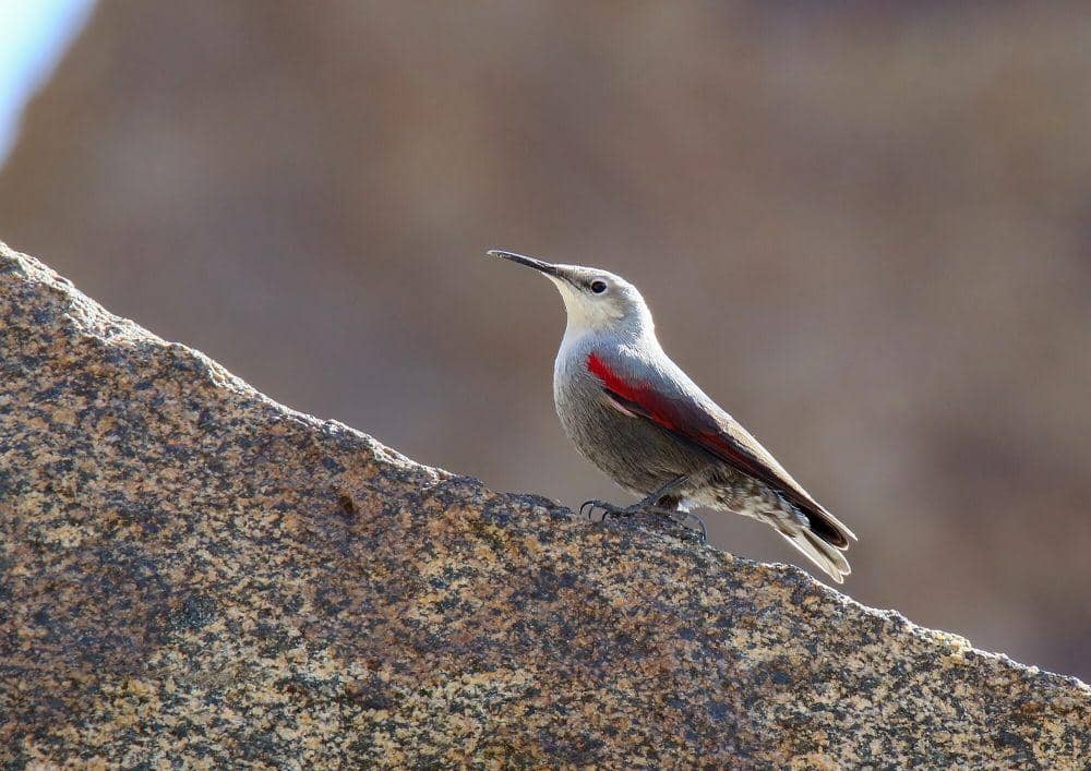 Wallcreeper (commons.m.wikimedia.org/Imran Shah)