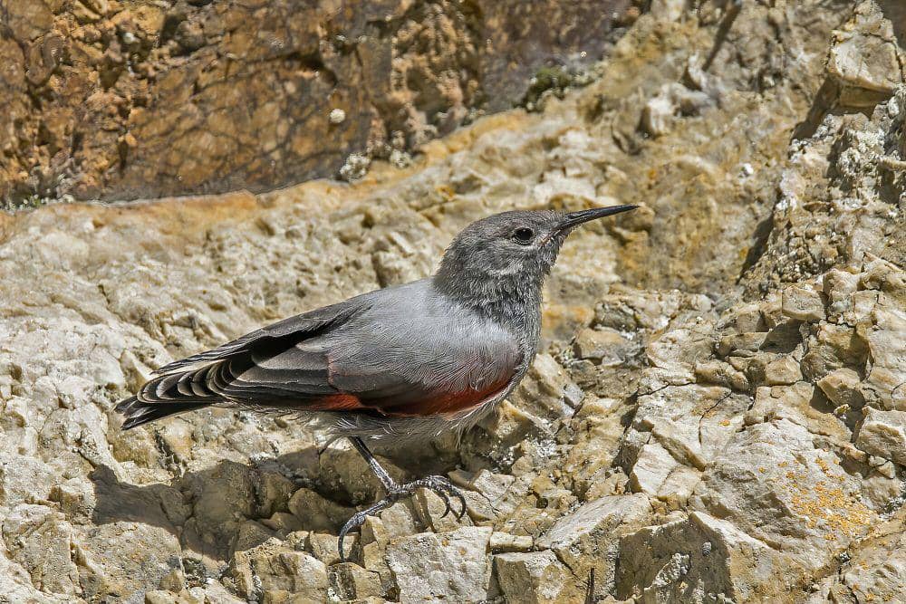 Wallcreeper (commons.m.wikimedia.org/Charles J. Sharp)
