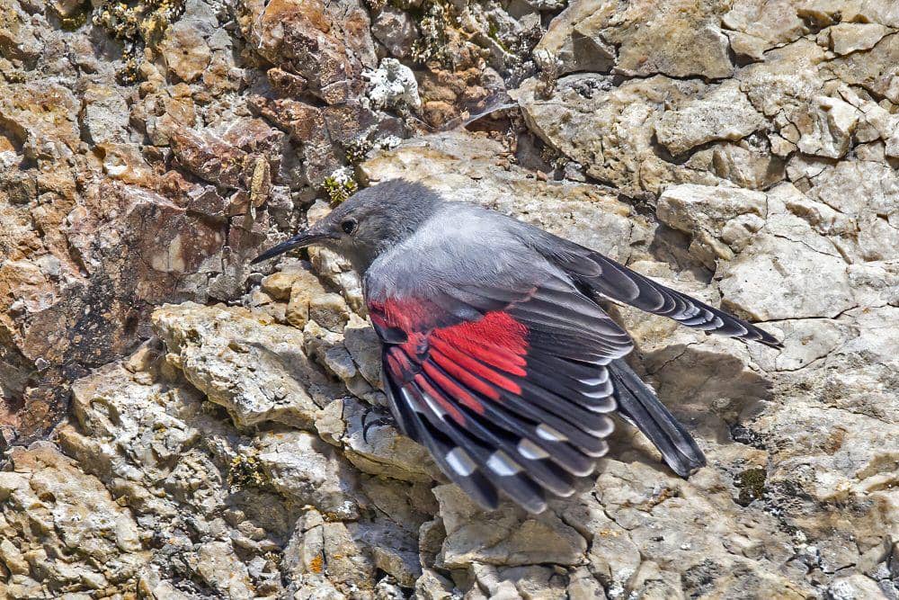 6 Fakta Menarik Wallcreeper, Bisa Tersesat saat Bermigrasi!
