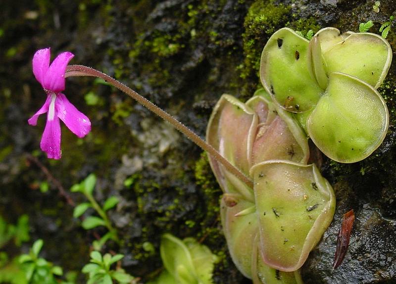 ilustrasi Pinguicula (commons.wikimedia.org)