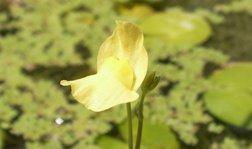 ilustrasi Utricularia (commons.wikimedia.org)