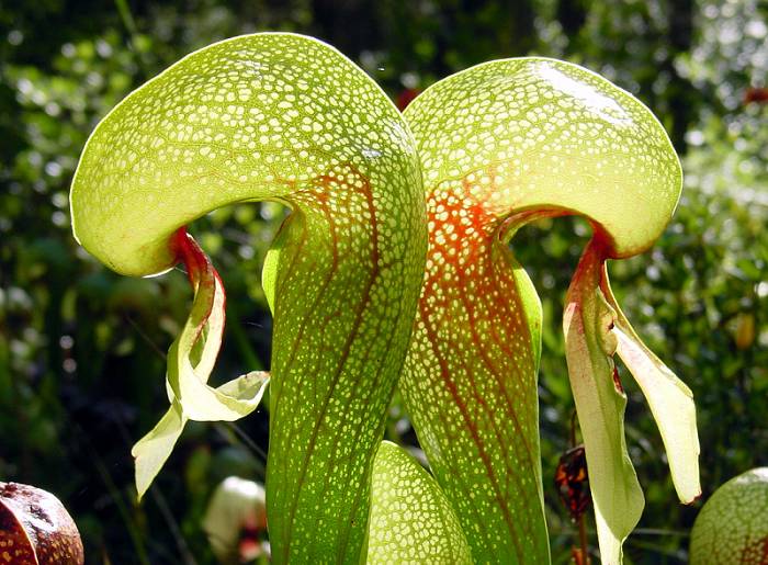 ilustrasi Darlingtonia californica (commons.wikimedia.org)