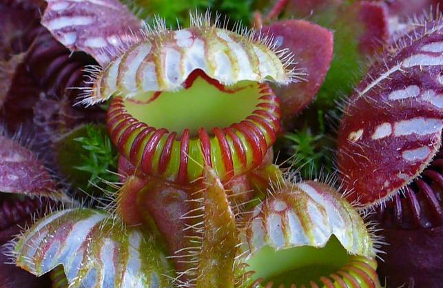 ilustrasi Cephalotus follicularis (commons.wikimedia.org)