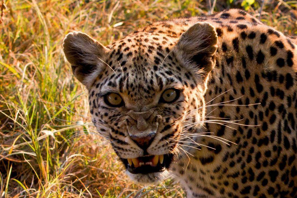 Macan tutul (inaturalist.org/ryanweakley)