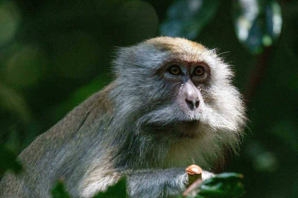 Monyet (inaturalist.org/jenssommer01)