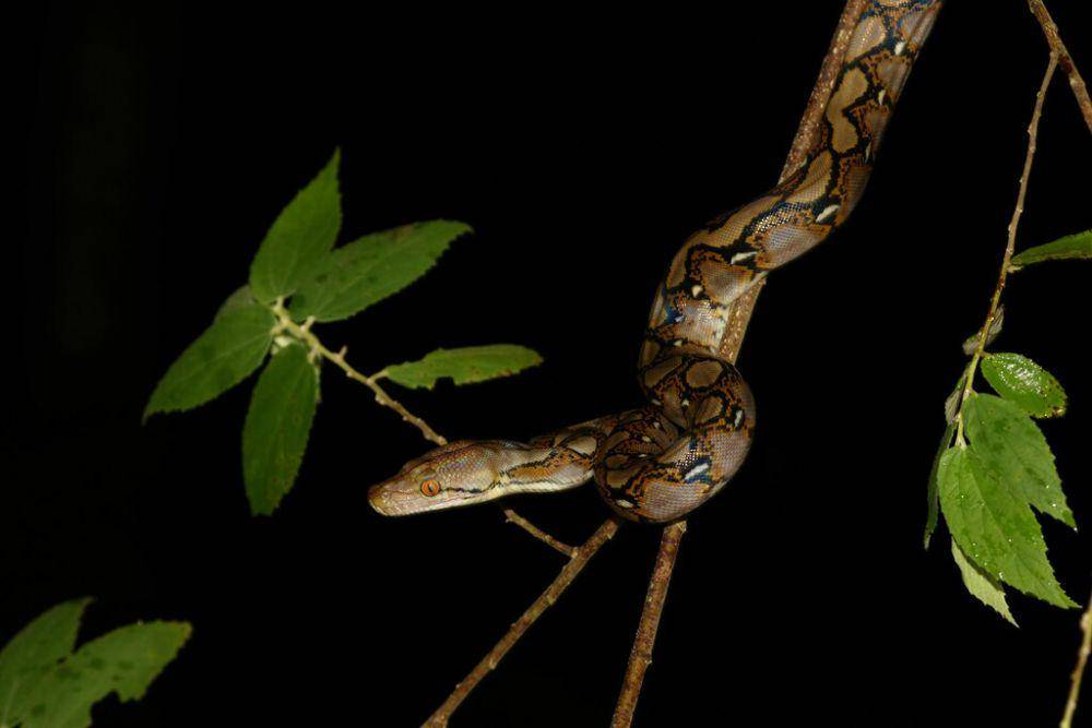 Ular (inaturalist.org/benjamynweil)