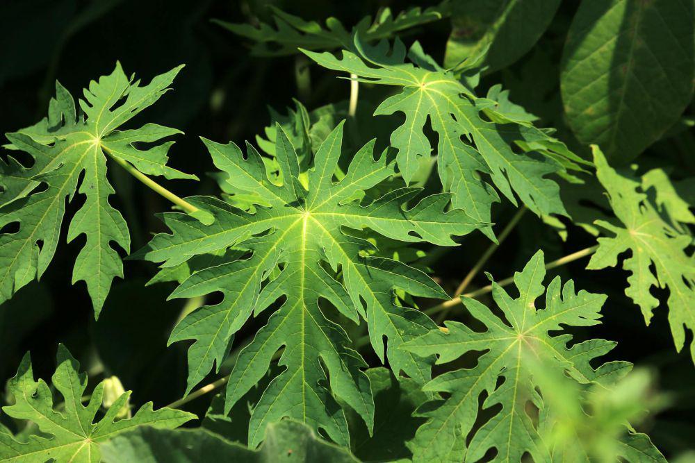 5 Cara Membuat Pestisida Nabati dari Daun Pepaya